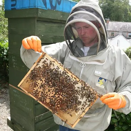 Honey Bee