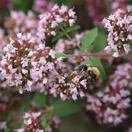 Bed & Breakfast Honey Bee *